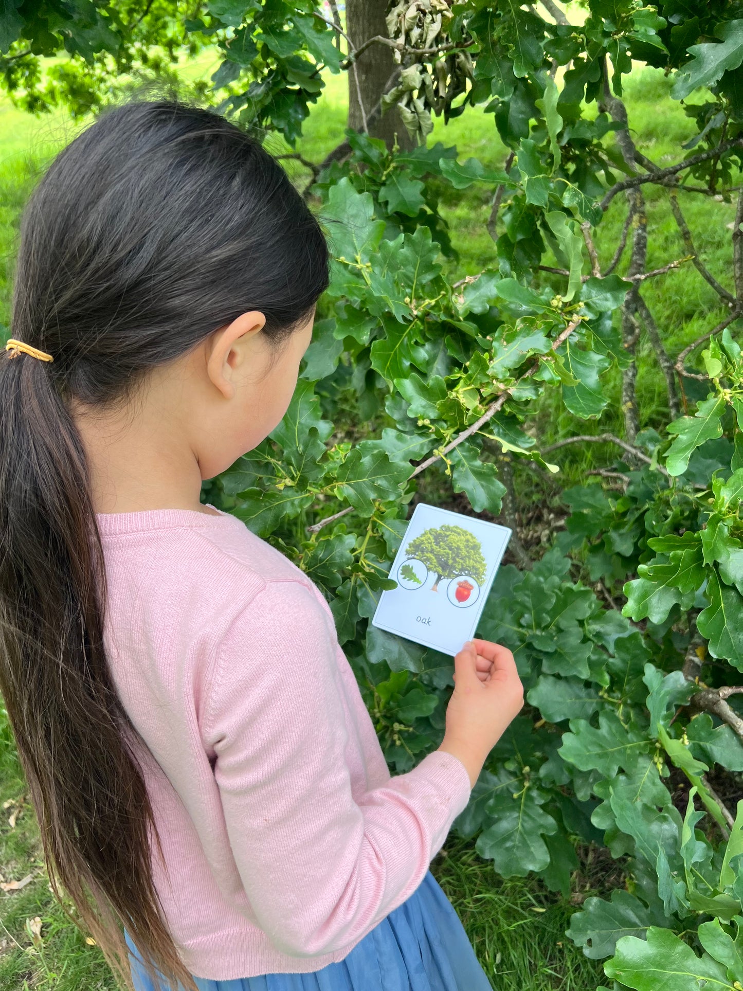 24 Tree ID cards with Leaf, Seeds and Mini-Facts - Montessori, Forest School