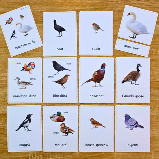 Educational cards with bird illustrations and labels on a wooden surface Common Birds Montessori 3 Part Cards Nomenclature Cards Montessori Hut 2