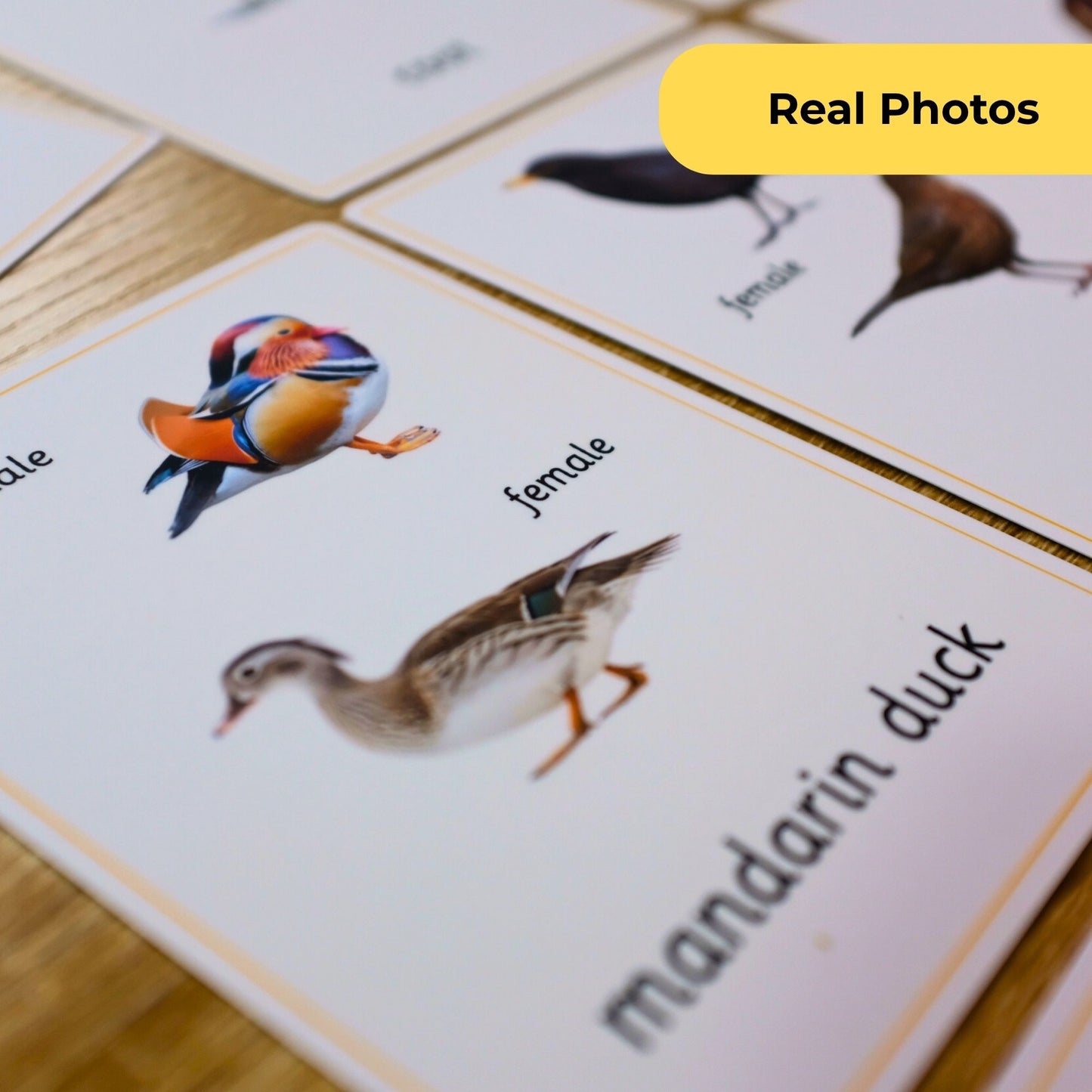 Educational card with images of a Mandarin duck and text on a wooden surface.- Montessori 3 Part Cards Nomenclature Cards