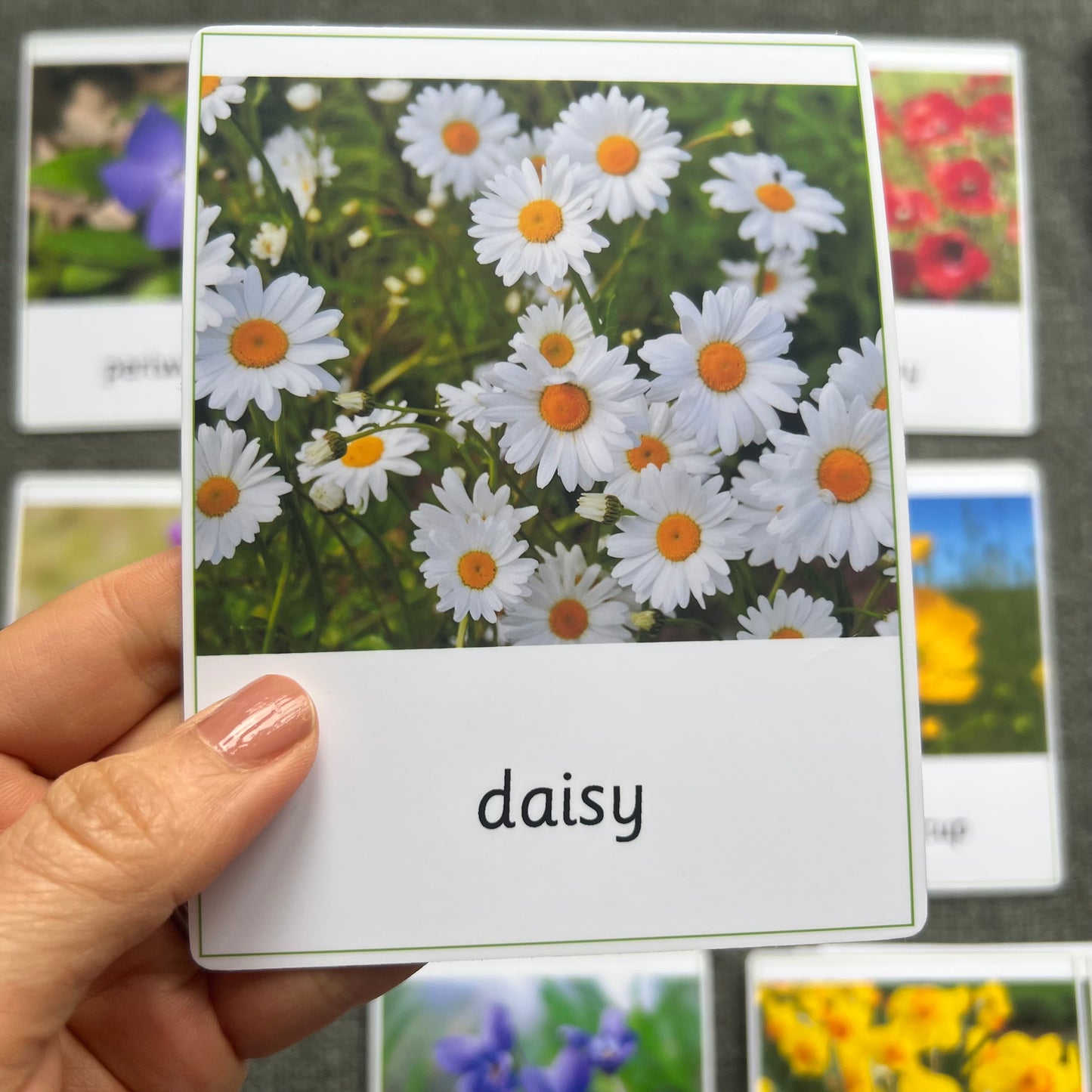 15 Wild Flowers Montessori 3-Part Cards with Fact Cards - Educational Language Activity for Forest School, Montessori and Homeschools