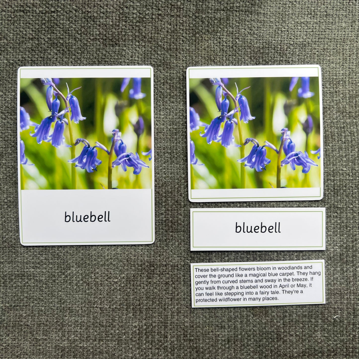 15 Wild Flowers Montessori 3-Part Cards with Fact Cards - Educational Language Activity for Forest School, Montessori and Homeschools