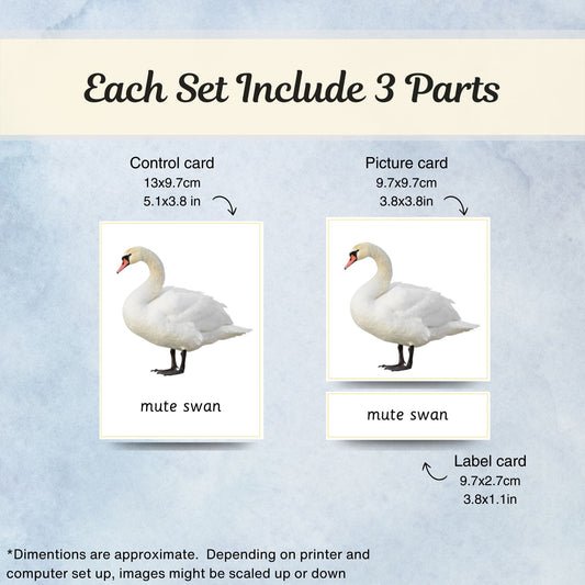 Common Birds Montessori 3 Part Cards | Digital Download | Printable