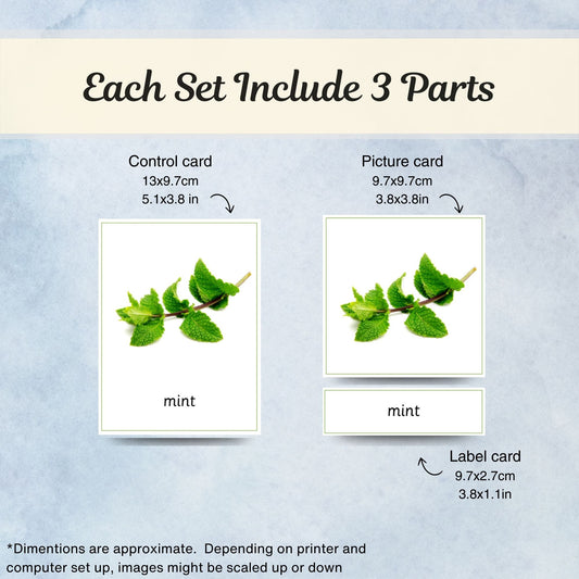 Kitchen Herbs and Spices Montessori 3 Part Cards with Fact Cards | Digital Download | Printable