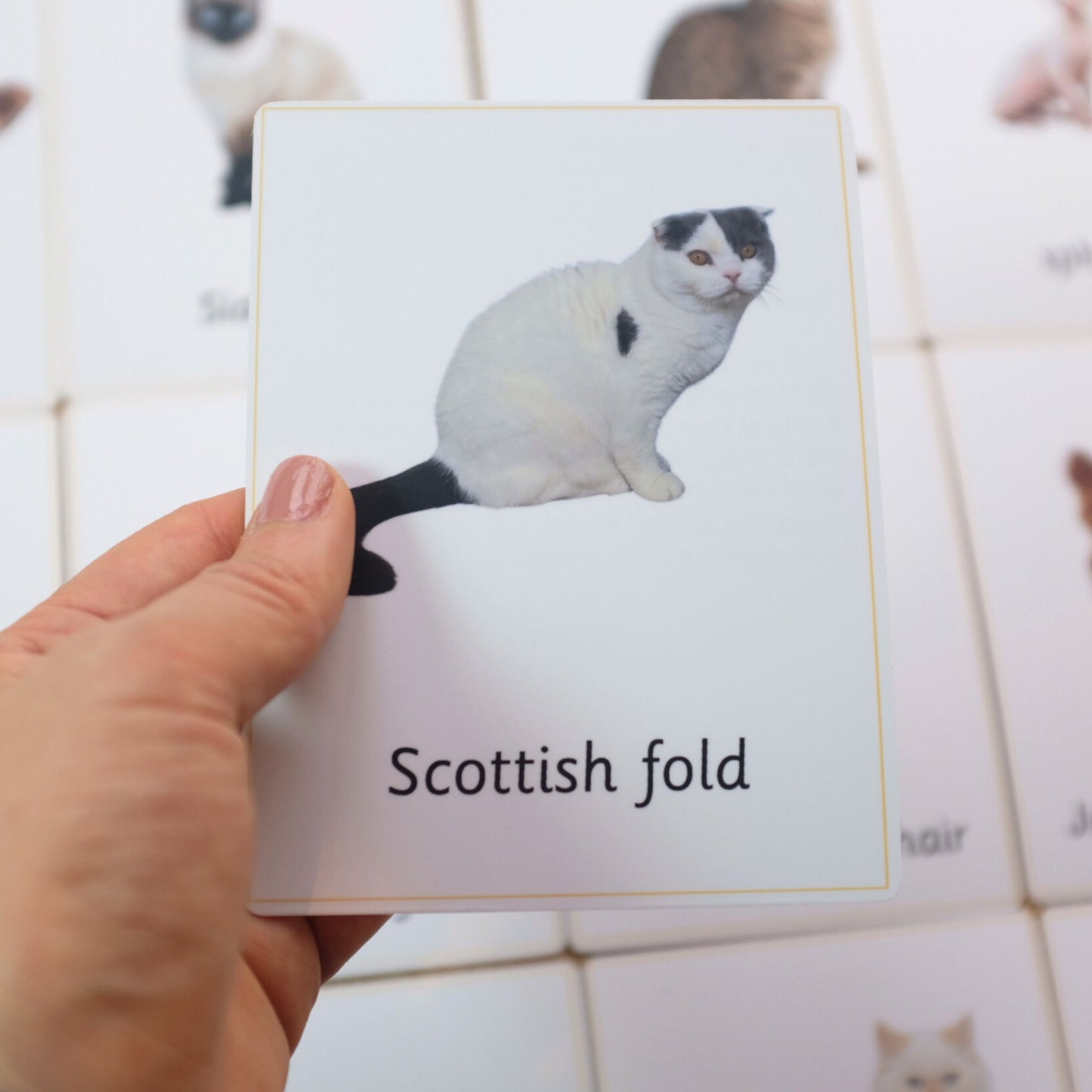 20 Cat Breeds Handmade Premium Vocabulary Cards with Facts - Educational Language Activity for Forest School, Montessori and Homeschools