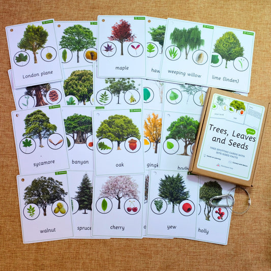 24 Tree ID cards with Leaf, Seeds and Mini-Facts - Montessori, Forest School