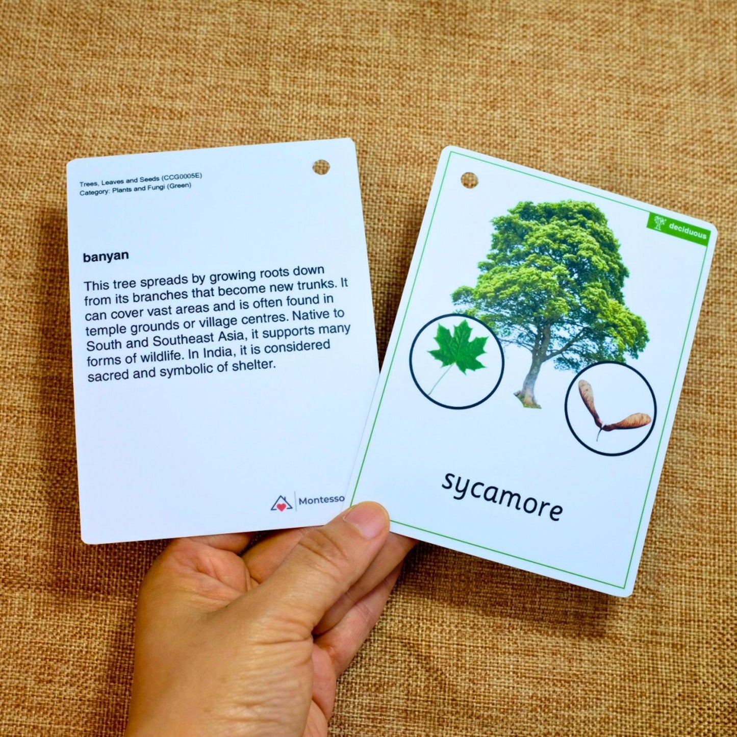 24 Tree ID cards with Leaf, Seeds and Mini-Facts - Montessori, Forest School