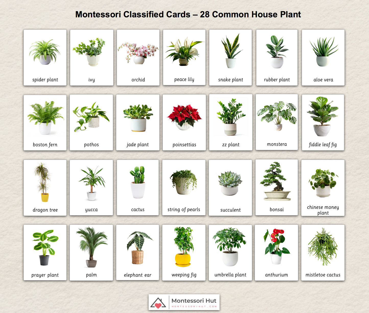 28 Common House Plants - Montessori 3 Part Cards - Classified Cards - Digital or Digital+Printed