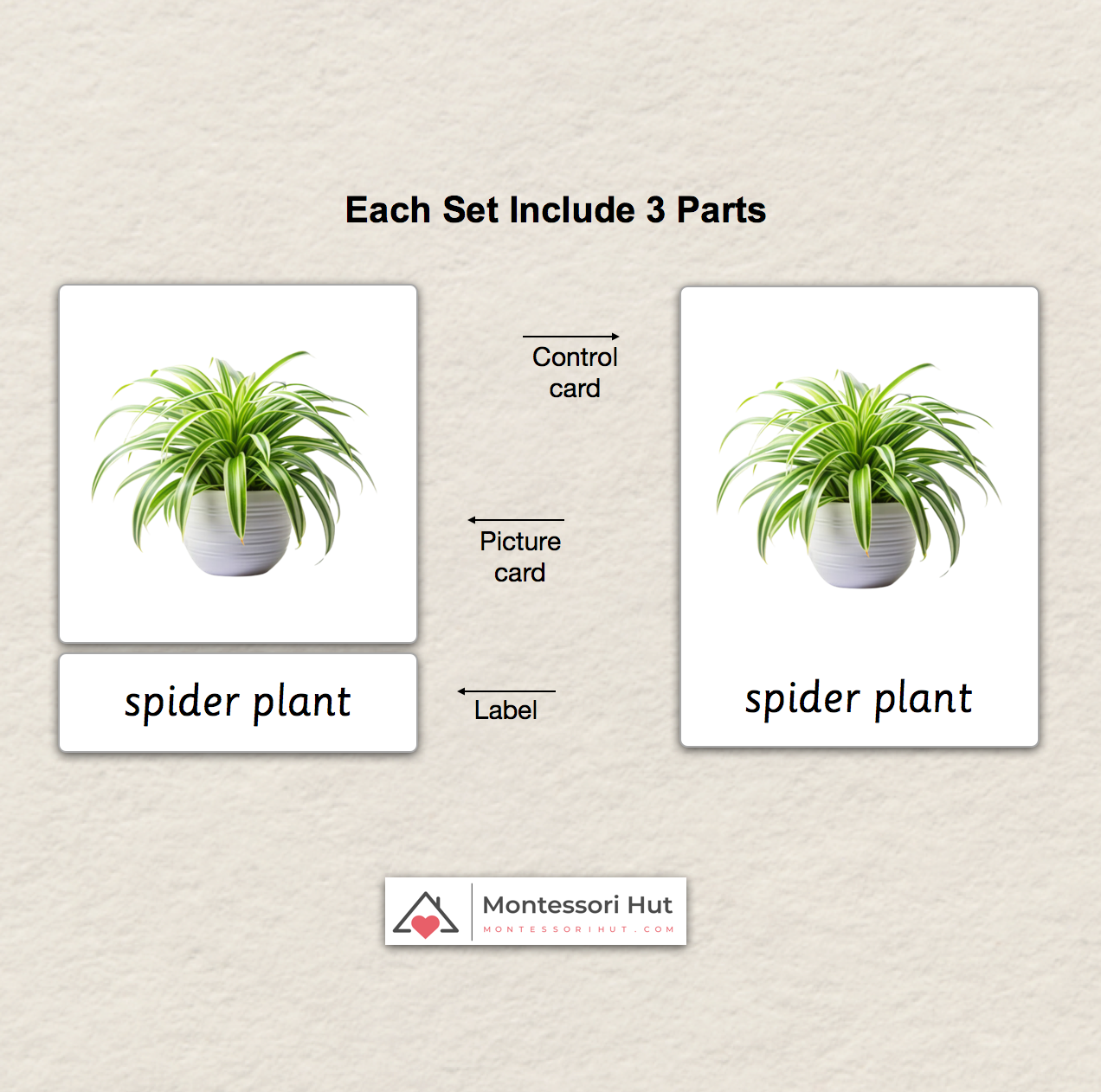 28 Common House Plants - Montessori 3 Part Cards - Classified Cards - Digital or Digital+Printed