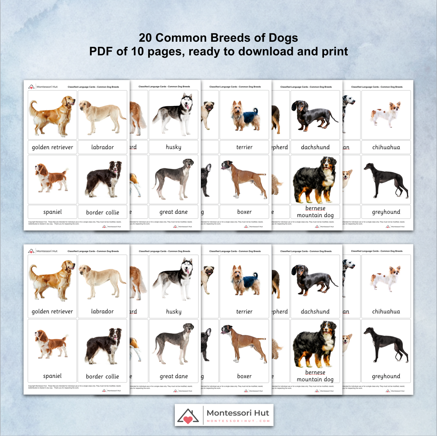 Top 10 Family Dog Breeds List Best Dog Breeds List Top 10