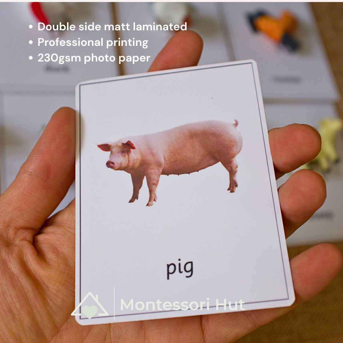 Hand holding the pig photo card, professionally printed and laminated on both sides