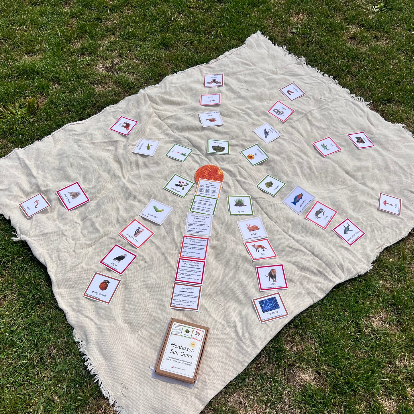 Montessori Sun Game – Food Chain and Ecosystem Learning Cards