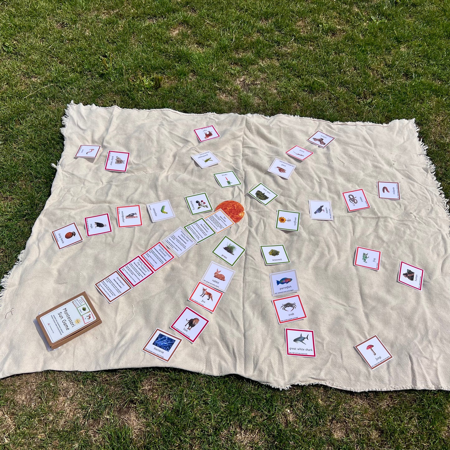 Montessori Sun Game – Food Chain and Ecosystem Learning Cards