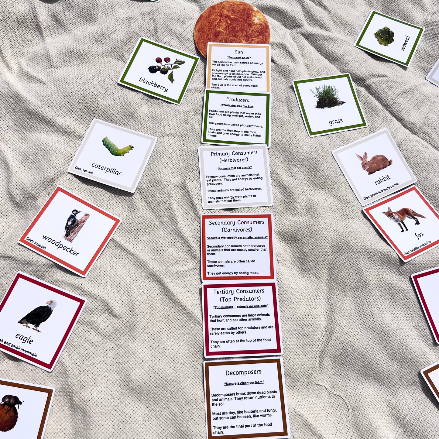 Montessori Sun Game – Food Chain and Ecosystem Learning Cards