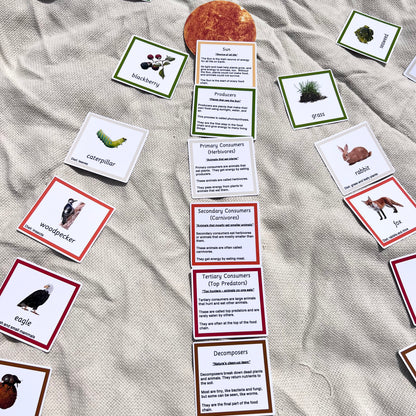 Montessori Sun Game – Food Chain and Ecosystem Learning Cards - Handmade Premium Quality