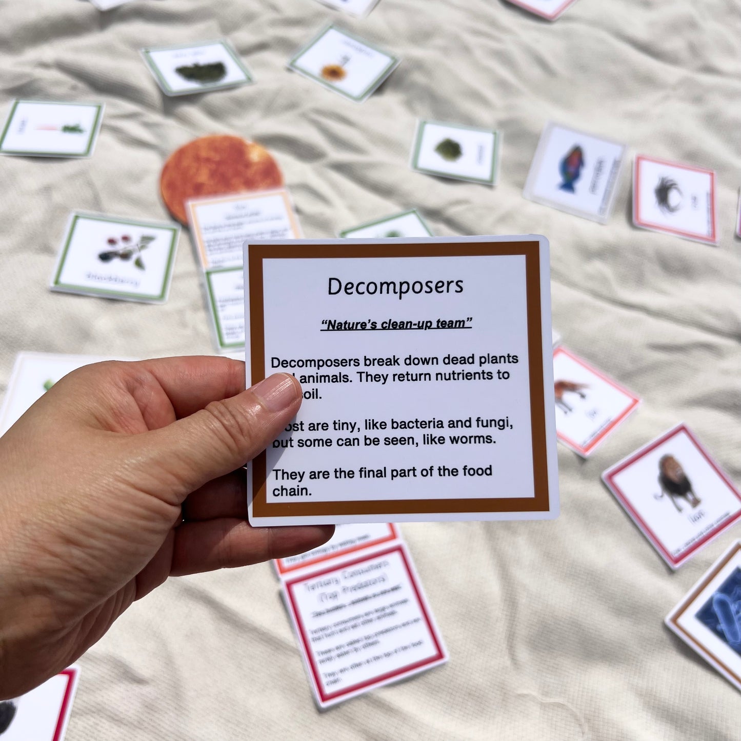 Montessori Sun Game – Food Chain and Ecosystem Learning Cards