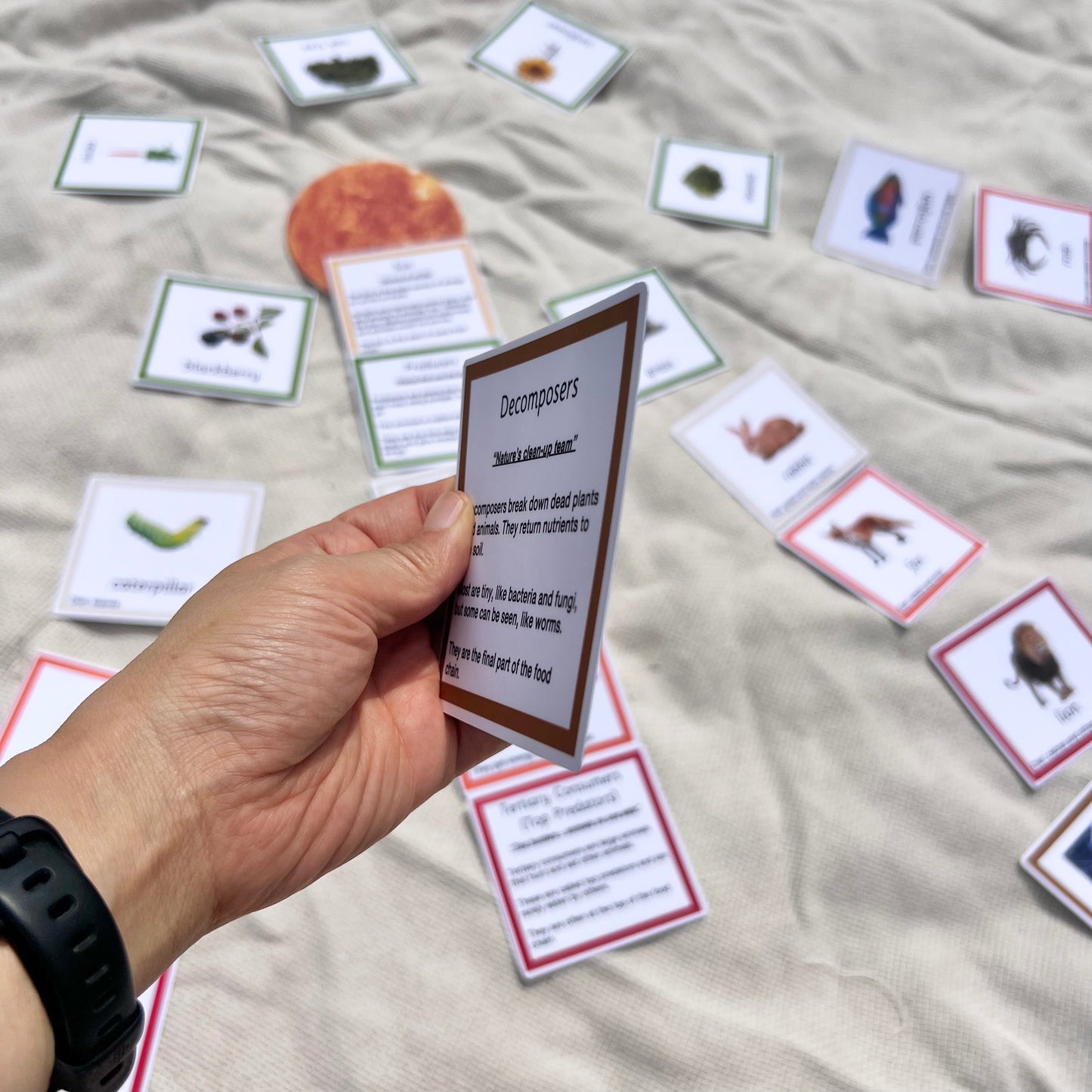 Montessori Sun Game – Food Chain and Ecosystem Learning Cards