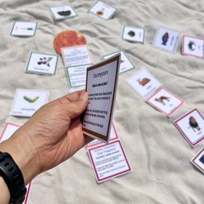 Montessori Sun Game – Food Chain and Ecosystem Learning Cards - Handmade Premium Quality