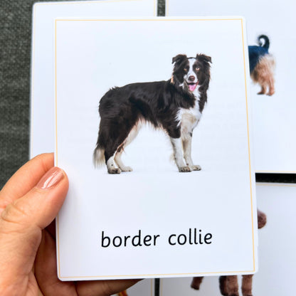 24 Dog Breeds Handmade Premium Vocabulary Cards with Facts - Educational Language Activity for Forest School, Montessori and Homeschools