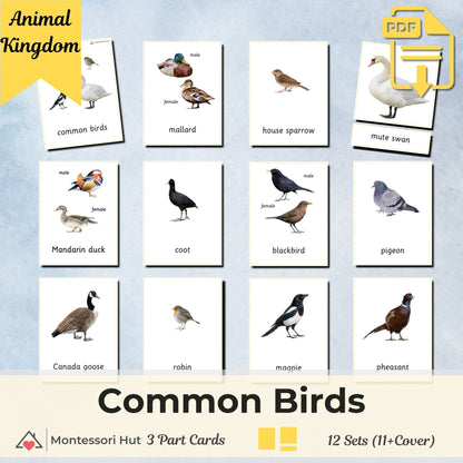 Common Birds Montessori 3 Part Cards | Digital Download | Printable