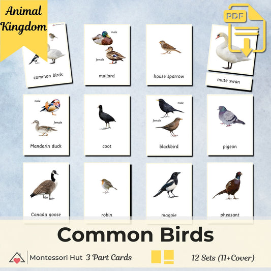 Common Birds Montessori 3 Part Cards | Digital Download | Printable