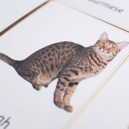 20 Cat Breeds Handmade Premium Vocabulary Cards with Facts - Educational Language Activity for Forest School, Montessori and Homeschools