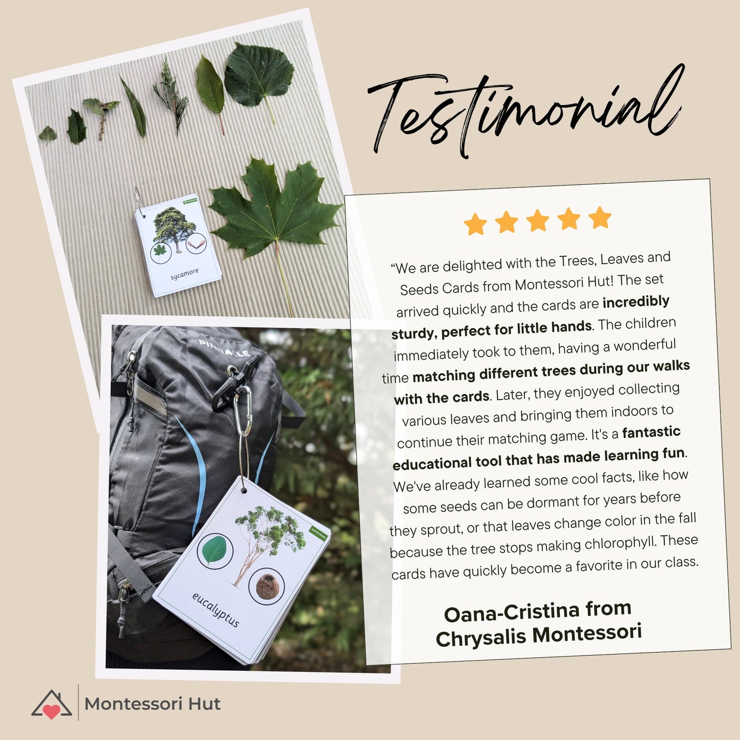 24 Tree ID cards with Leaf, Seeds and Mini-Facts - Montessori, Forest School