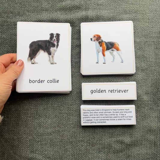 15 Dog Breeds Montessori 3-Part Cards with Fact Cards - Educational Language Activity for Forest School, Montessori and Homeschools