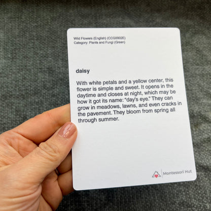 Back of the daisy card with flower facts