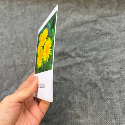 Hand holding a wild flower card showing a yellow flower