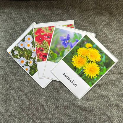 Fan of wild flower cards including dandelion and violet